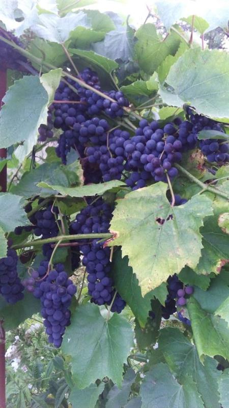 Działka rekreacyjna - Koszalin Unii Europejskiej (7)