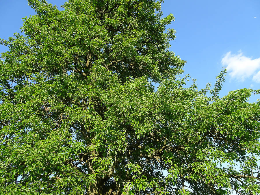 Binowo działka blisko jeziora, 1962 m2 150 zł/m2 (11)