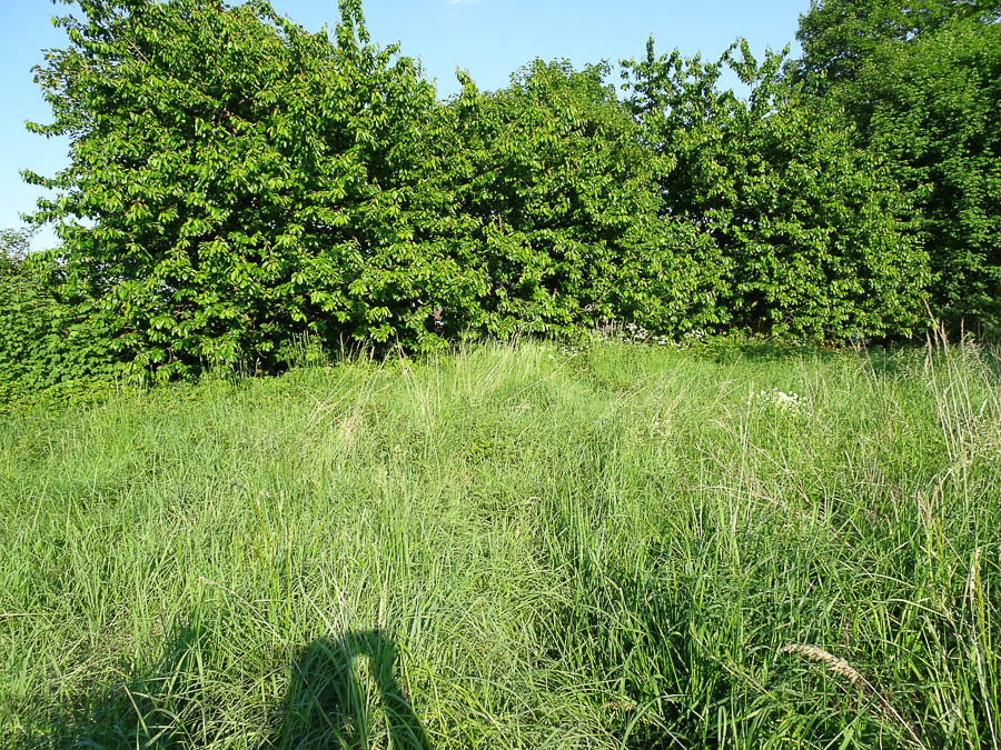 Binowo działka blisko jeziora, 1962 m2 150 zł/m2 (16)