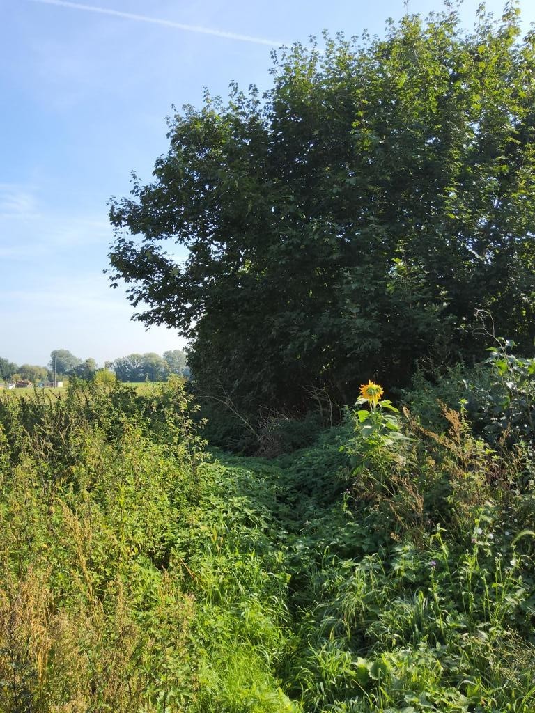 Ok 800m2 działki w Buku (2)