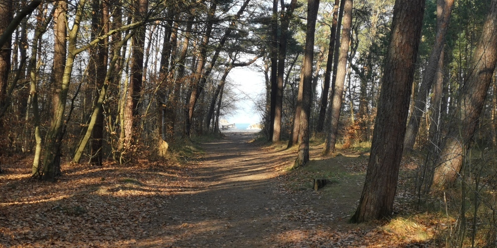 Budowlana, 2,313 m2, Rusinowo  (13)