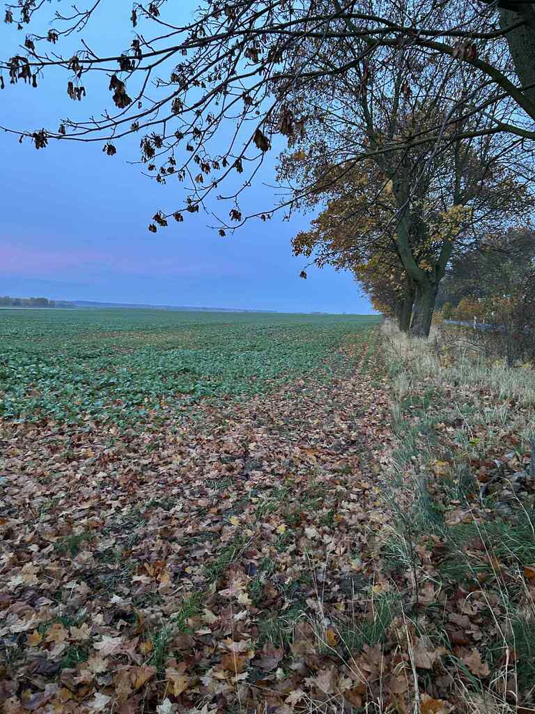 Na sprzedaż *ziemia rolna *Banie (3)