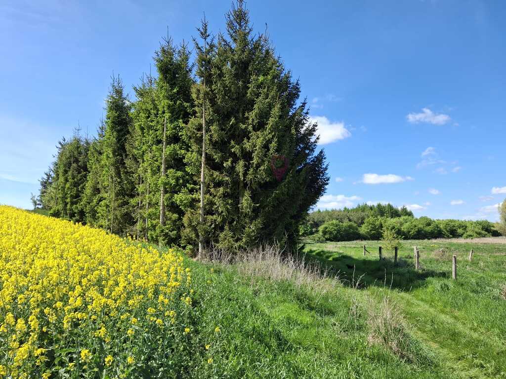 Wyjątkowa działka na wsi z lasem (2)