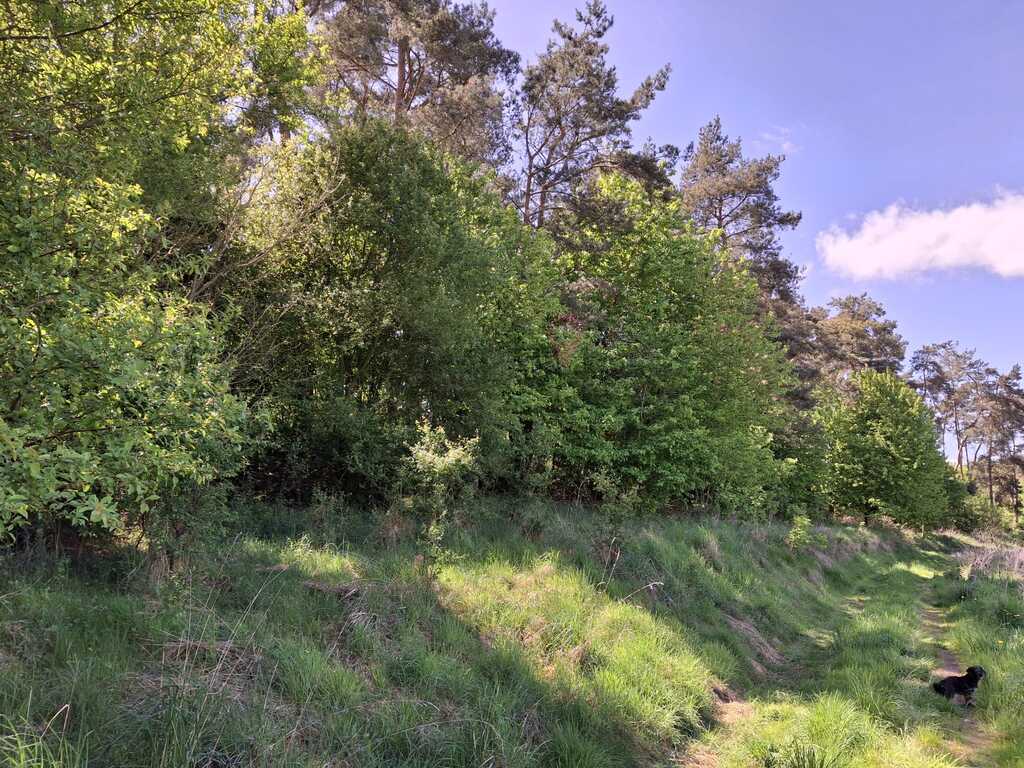 Wyjątkowa działka na wsi z lasem (3)