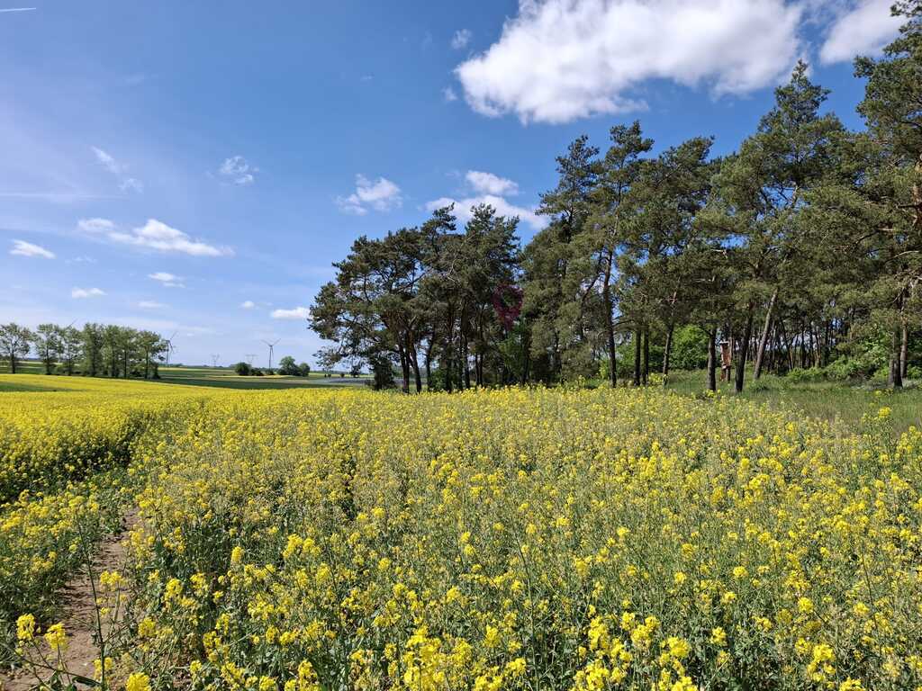 Wyjątkowa działka na wsi z lasem (4)