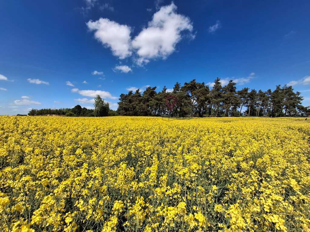 Wyjątkowa działka na wsi z lasem (5)
