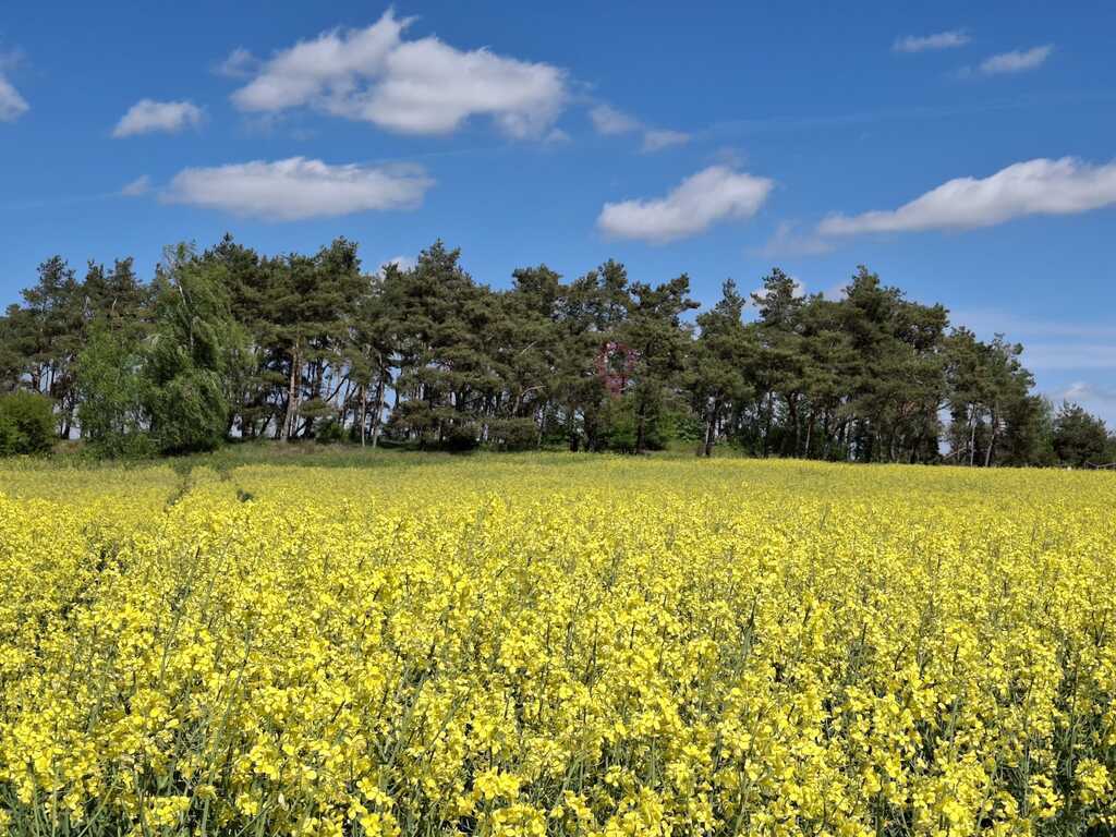 Wyjątkowa działka na wsi z lasem (1)