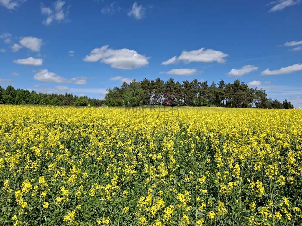 Wyjątkowa działka na wsi z lasem (6)