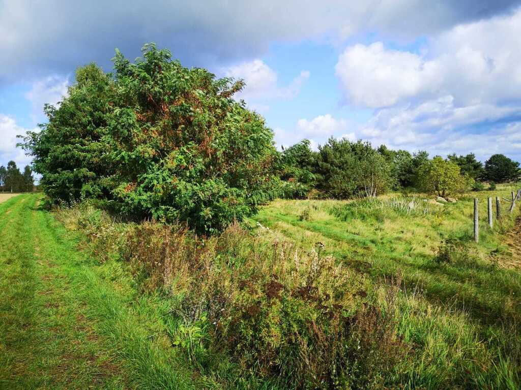 Świeszewo,gm.Gryfice,1.8458ha,Decyzja wz,pod dom. (4)