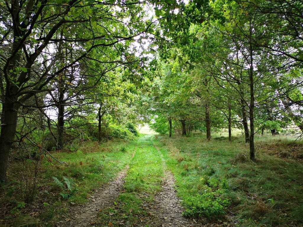 Świeszewo,gm.Gryfice,1.8458ha,Decyzja wz,pod dom. (6)