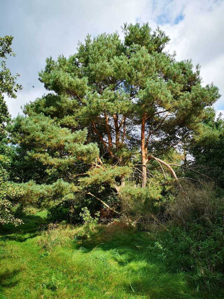 Świeszewo,gm.Gryfice,1.8458ha,Decyzja wz,pod dom. (7)