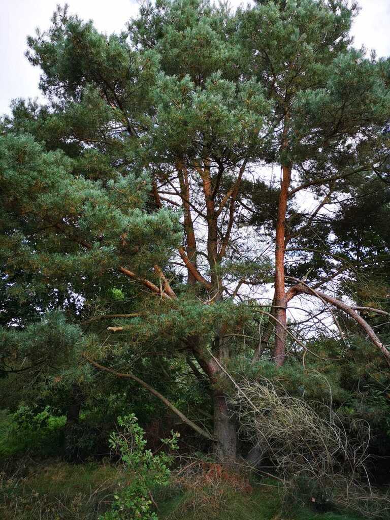 Świeszewo,gm.Gryfice,1.8458ha,Decyzja wz,pod dom. (8)