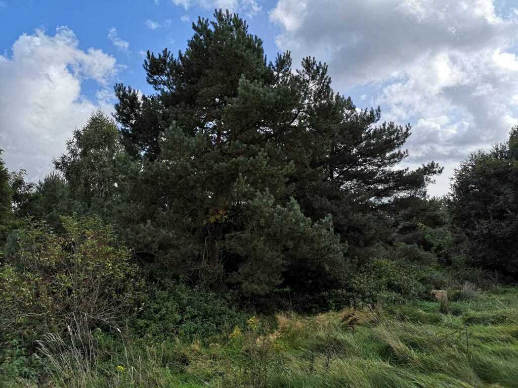 Świeszewo,gm.Gryfice,1.8458ha,Decyzja wz,pod dom. (13)