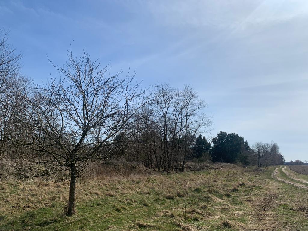 Świeszewo,gm.Gryfice,1.8458ha,Decyzja wz,pod dom. (16)