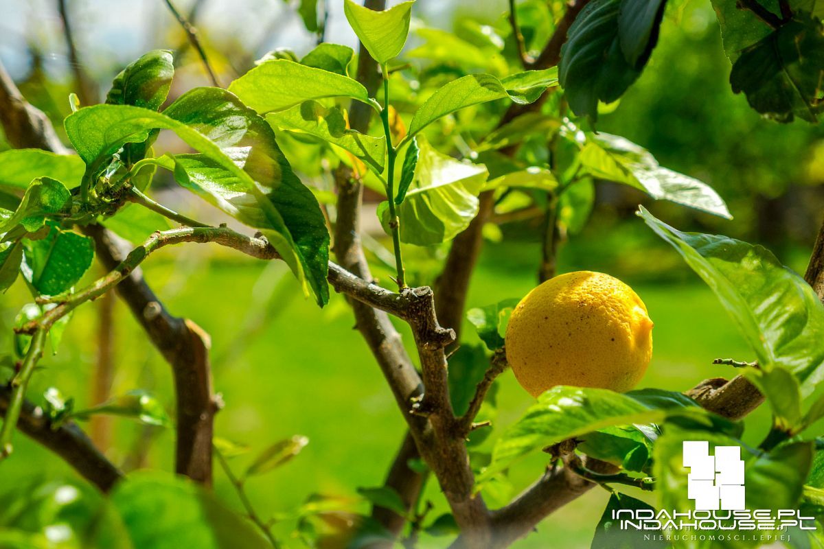 Płaski dach, 5 pokoi, ogród zimowy, fotowoltaika (25)