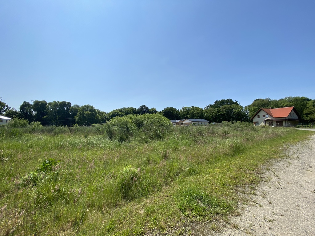 Działka z lasem (8)