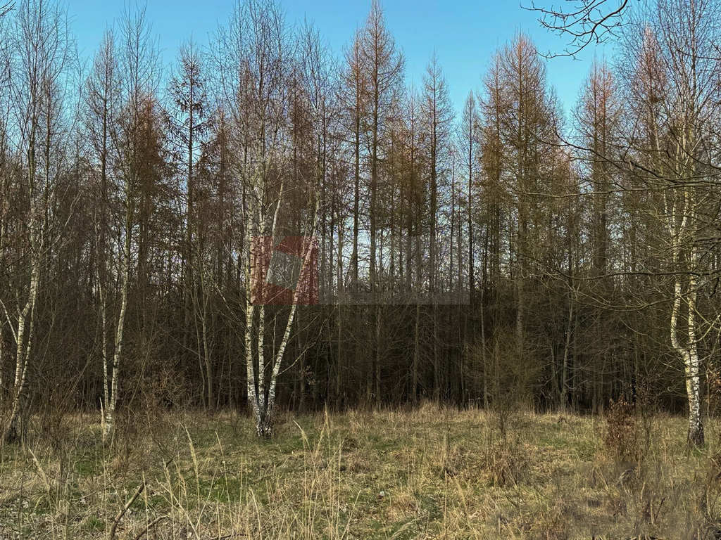 Błotny Młyn 903 m2 działka przy lesie na sprzedaż! (3)