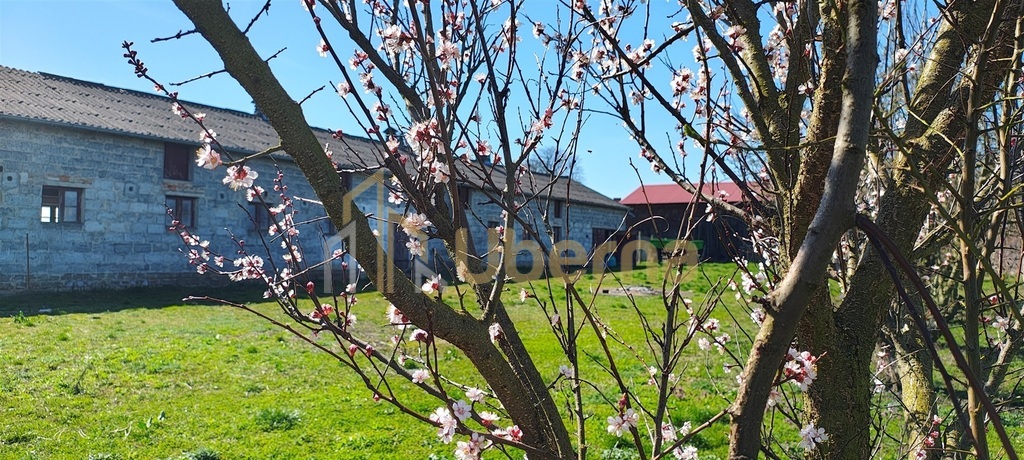 Kłodzino Przelewice dom i zabudowania gospodarcze (3)