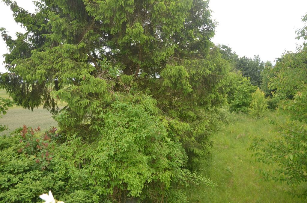 Gospodarstwo 8 ha z domem 9 km od morza !!! (24)