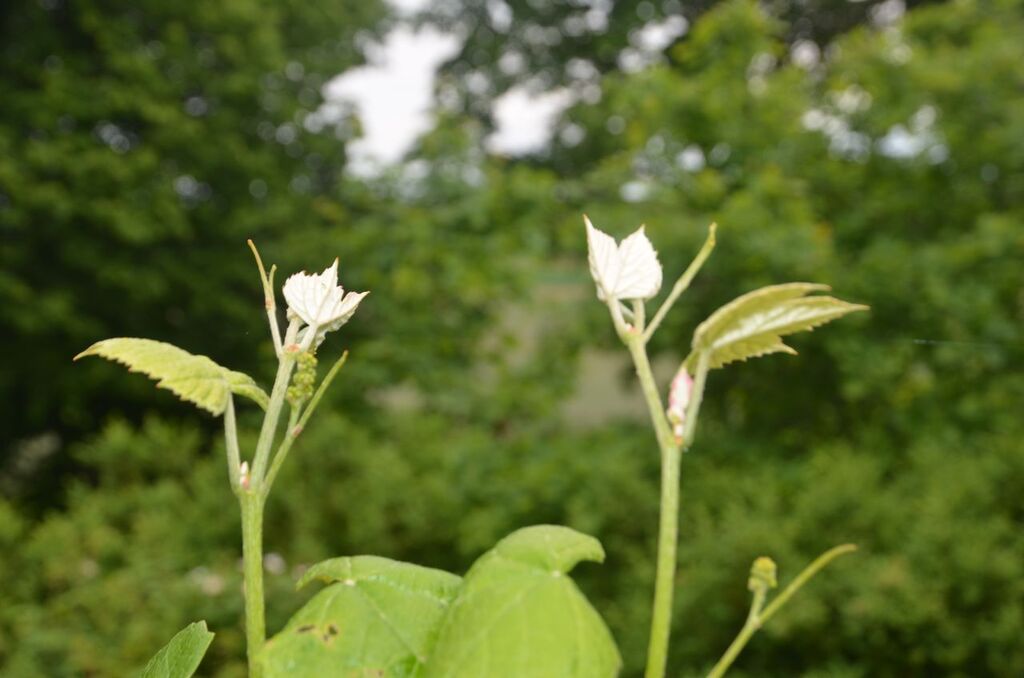 Gospodarstwo 8 ha z domem 9 km od morza !!! (26)