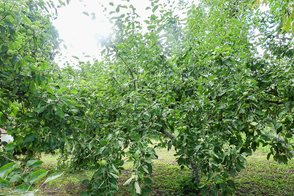 Dom dwurodzinny na uboczu działka 3340 m2 (22)