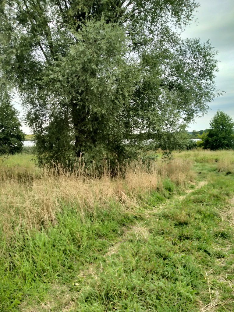 Działka 4211m2,Czarnowo, blisko jezioro,las. (6)