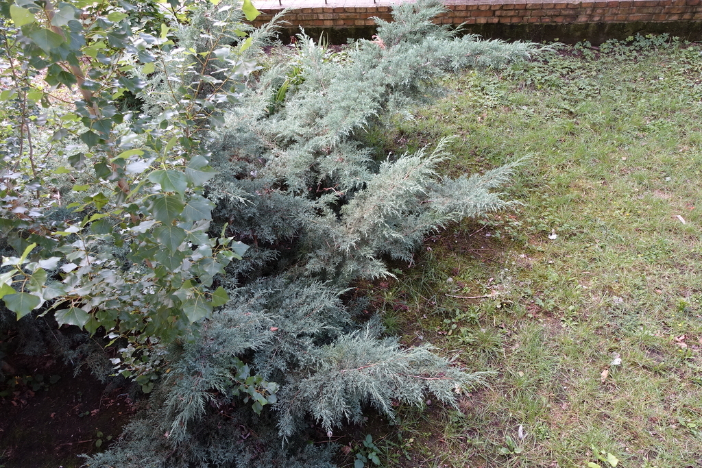 Gontyny 2 pokoje 32 m2 parter, ogródek 399 tys. (18)