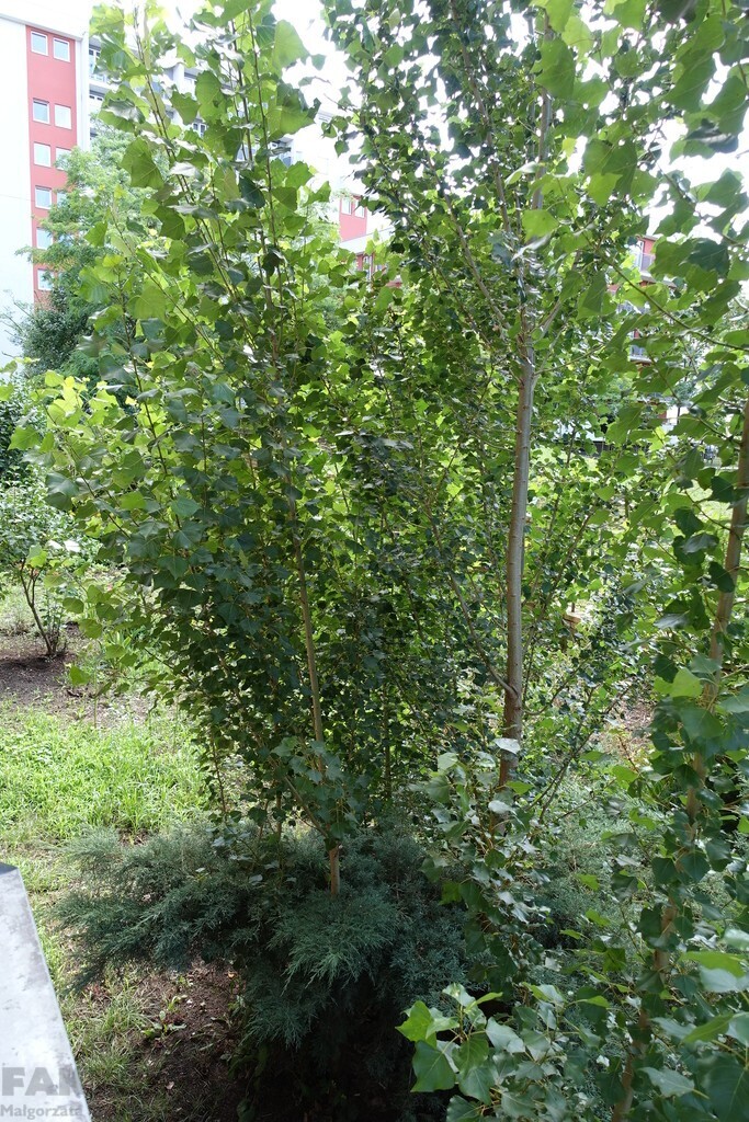 Gontyny 2 pokoje 32 m2 parter, ogródek 399 tys. (21)