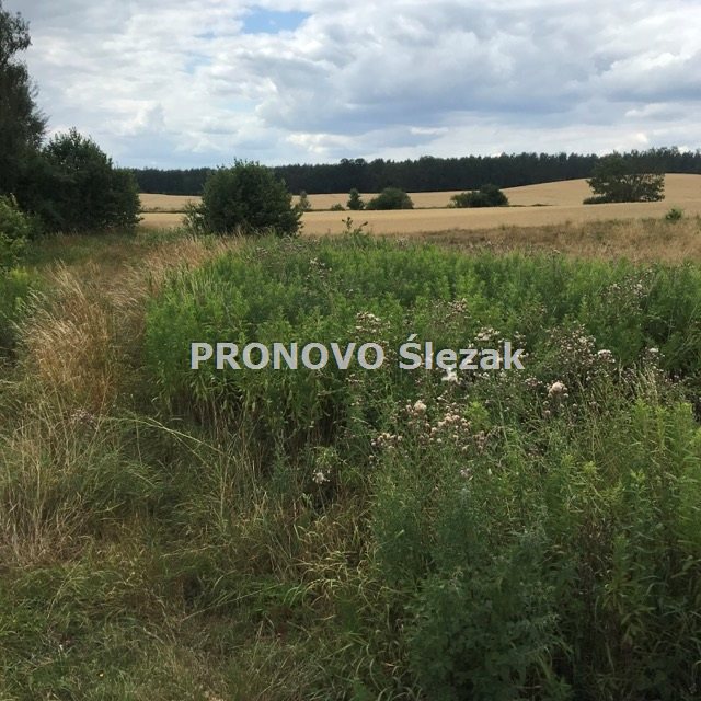 Rościsławice.Działka 1266 m².8 min od Obornik Śl. (6)