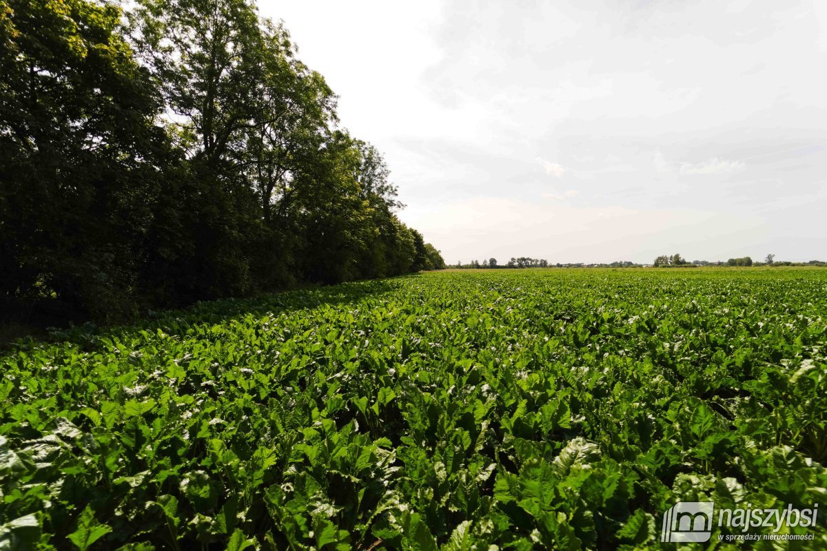 Będzin- Działka rolna na sprzedaż  (15)