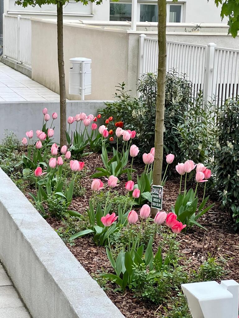 Apartament z garażem przy parku na Pogodnie (17)