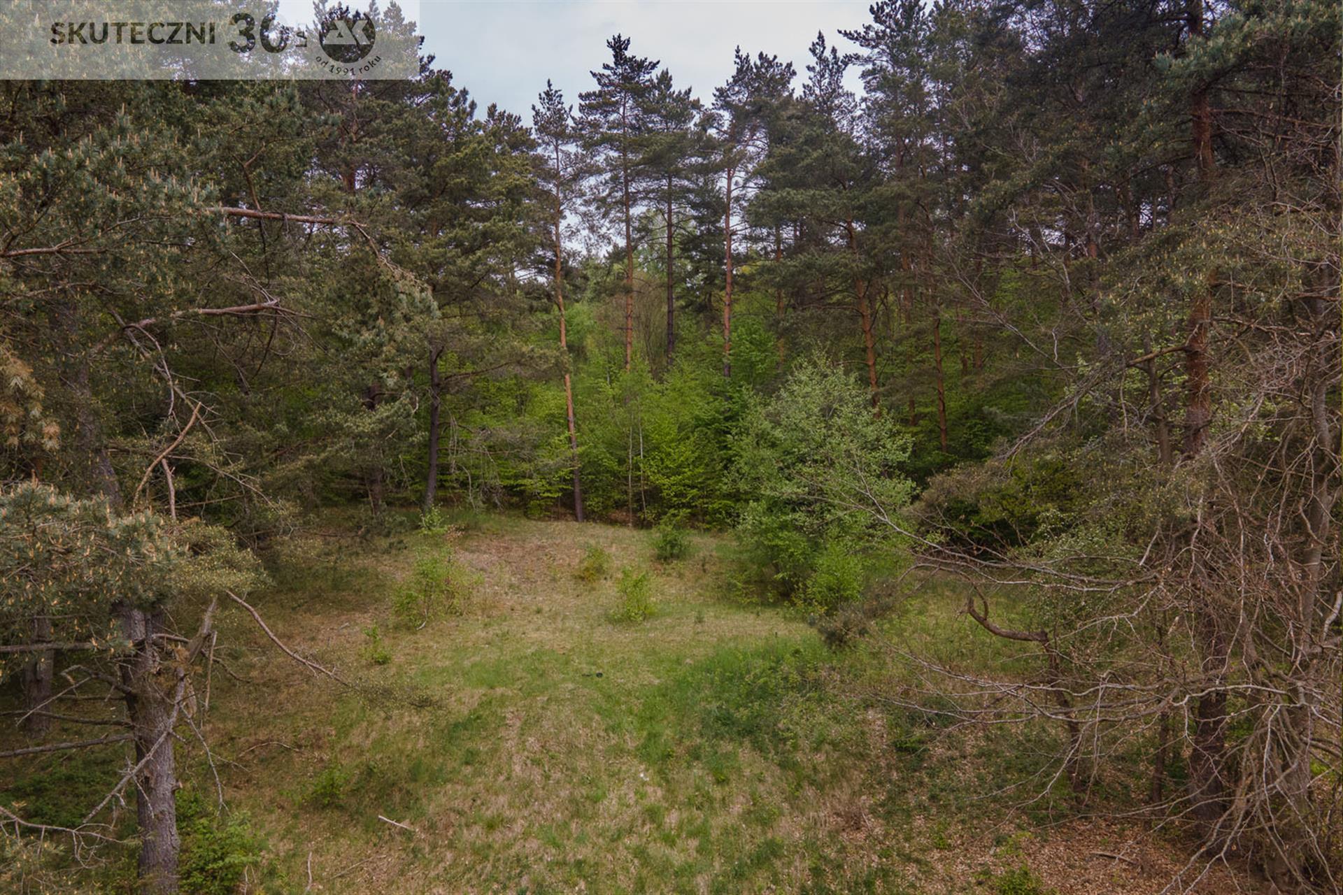 Działka - Drzewiany  (7)