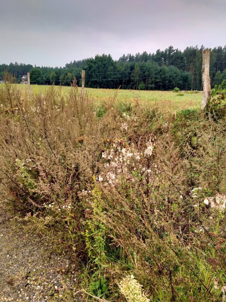 Działka 5000m2,Niekłończyca,gm.Police, plan,media. (1)