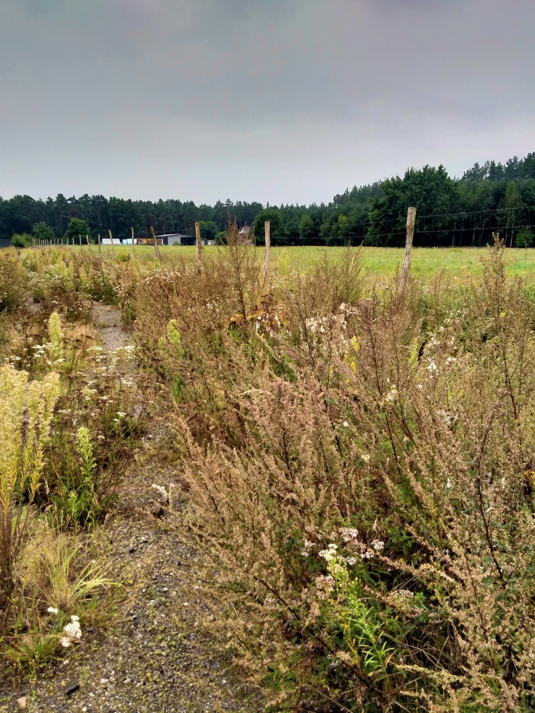 Działka 5000m2,Niekłończyca,gm.Police, plan,media. (2)