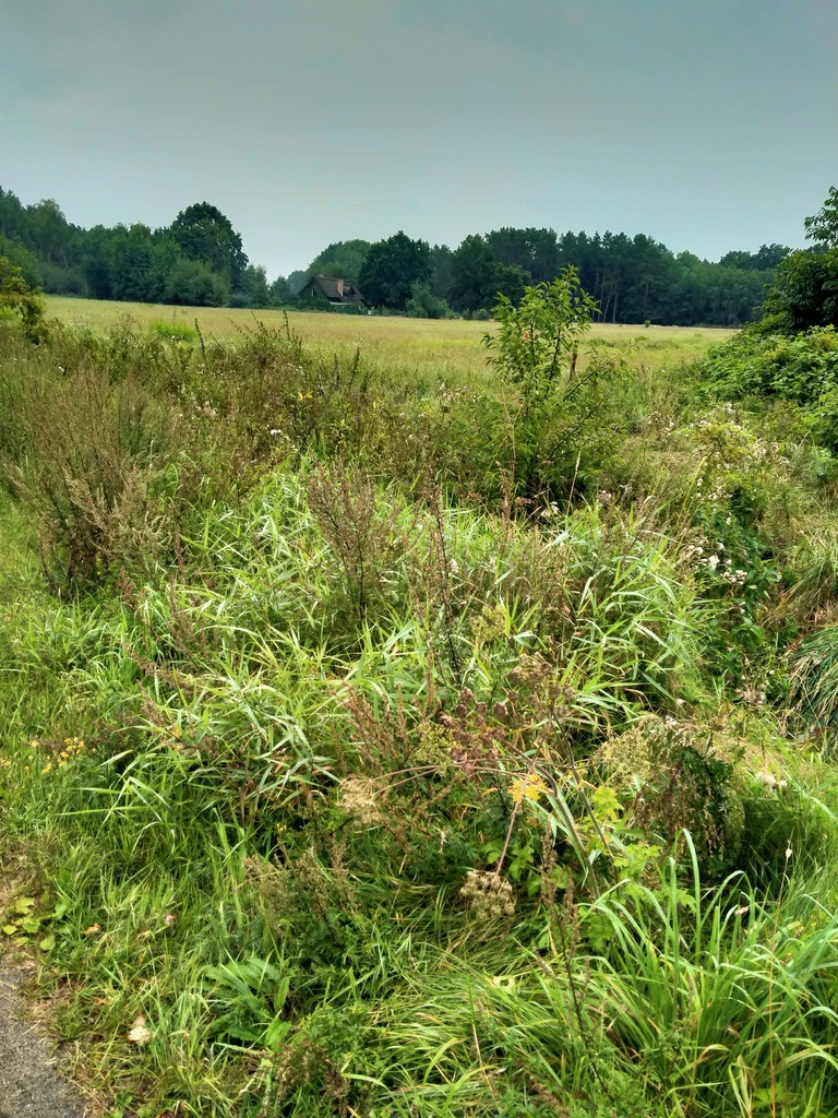 Działka 5000m2,Niekłończyca,gm.Police, plan,media. (4)