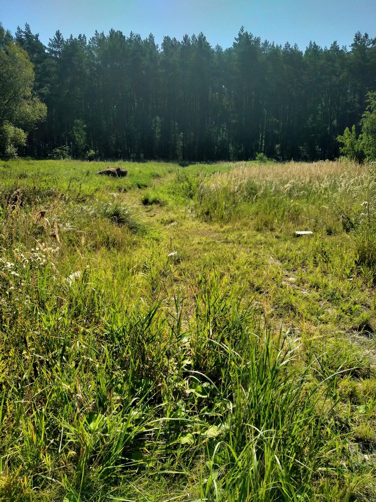 Działka Wołczkowo 1063 m2,las (8)