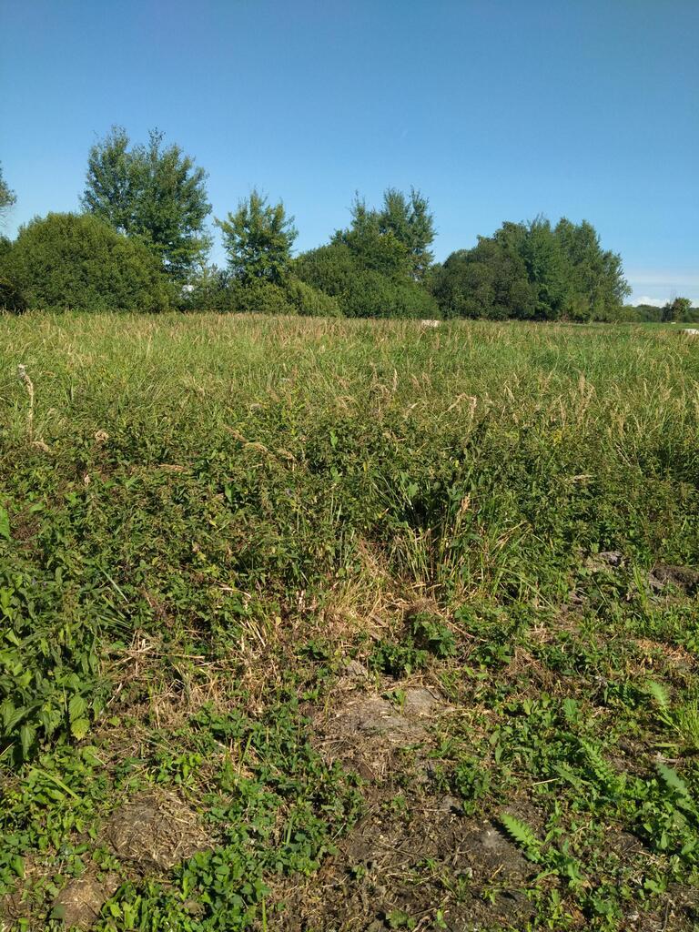 Działka Wołczkowo 1063 m2,las (1)