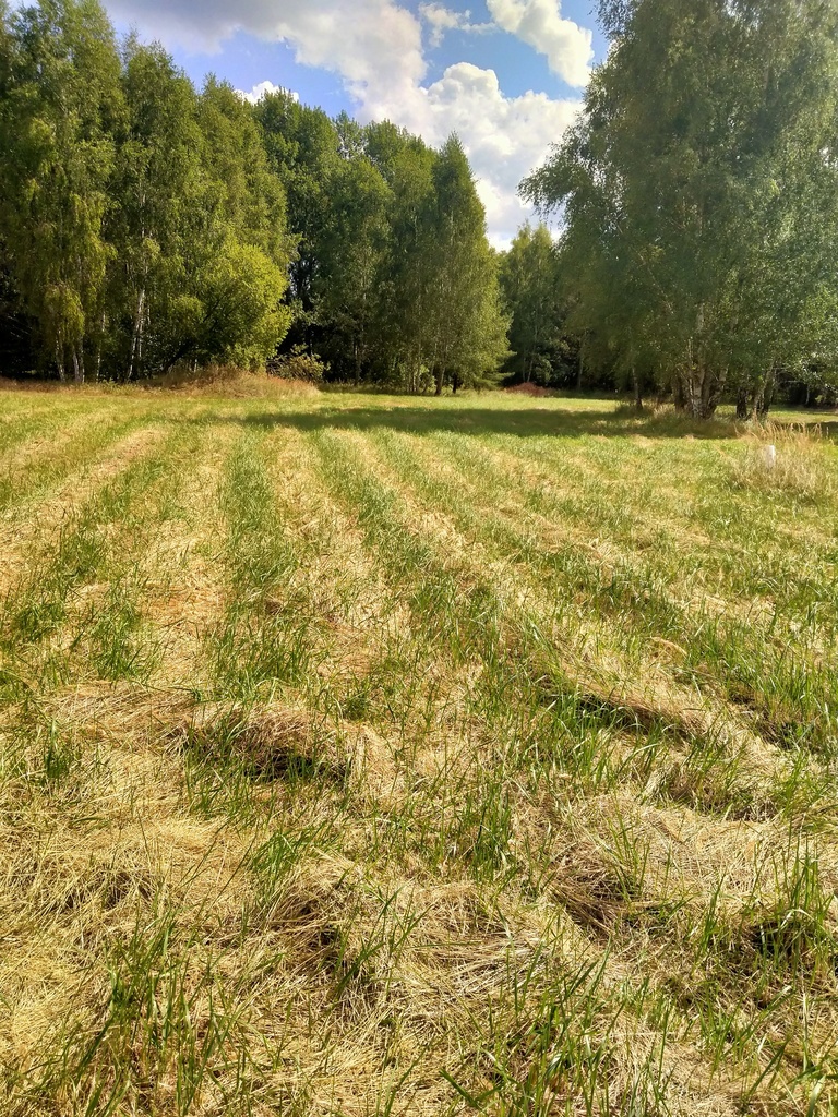 Działka 3179m2,obr.Grzepnica,gm.Dobra, las,media (1)