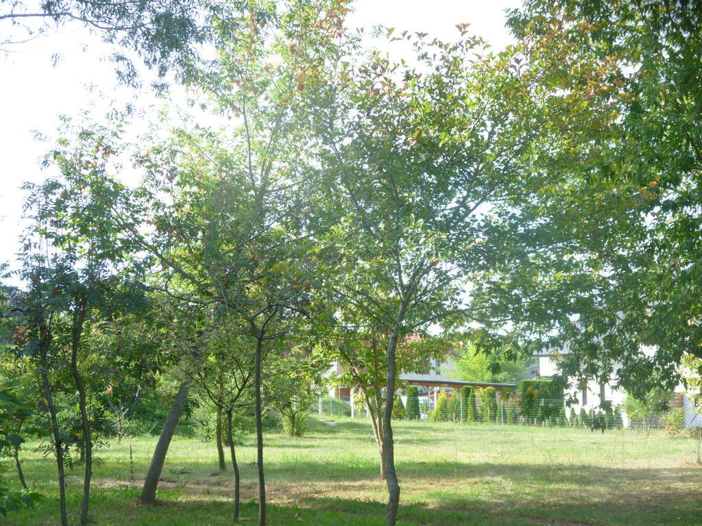 Działka 6700m2,gm.Dobra,dr.asf.las. (1)