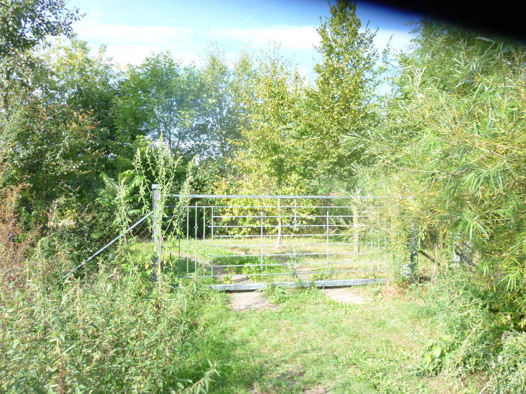 Działka 6700m2,gm.Dobra,dr.asf.las. (4)