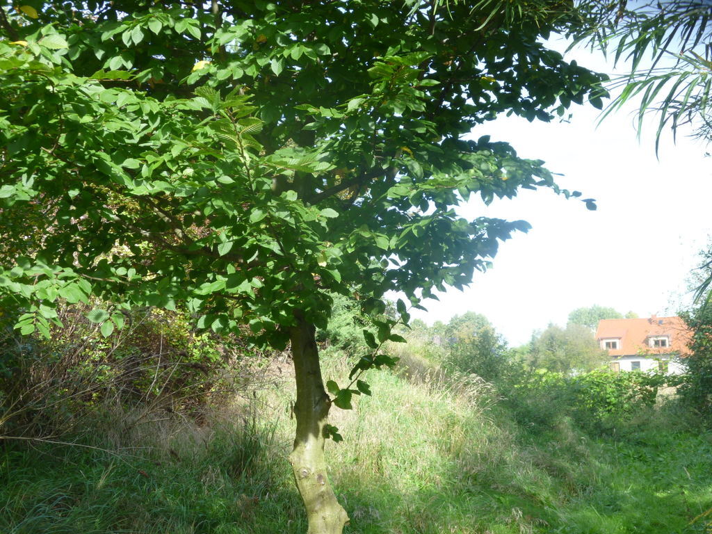 Działka 6700m2,gm.Dobra,dr.asf.las. (3)