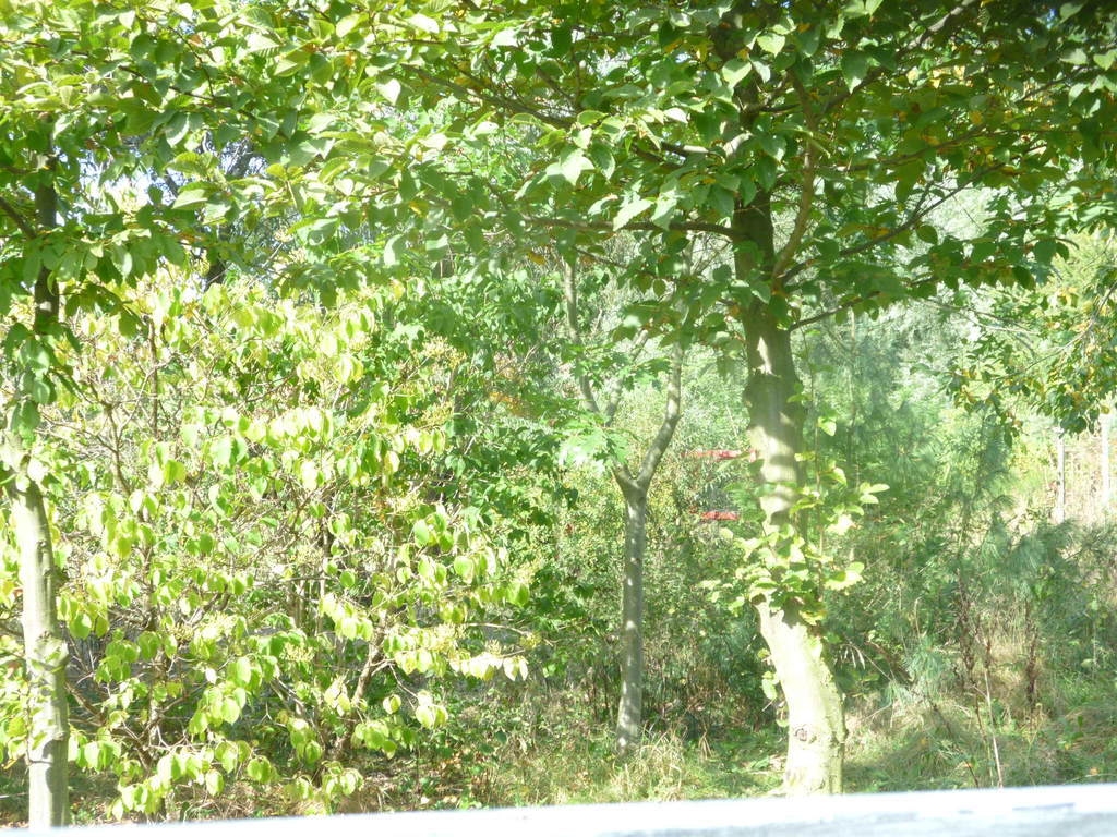 Działka 6700m2,gm.Dobra,dr.asf.las. (5)