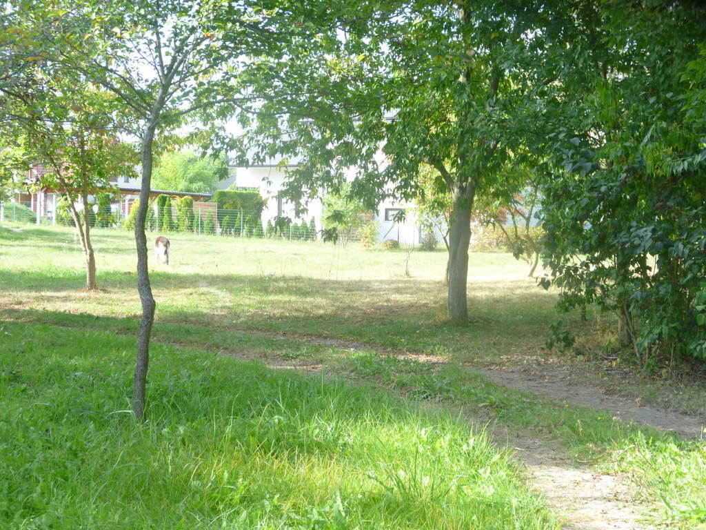 Działka 6700m2,gm.Dobra,dr.asf.las. (7)