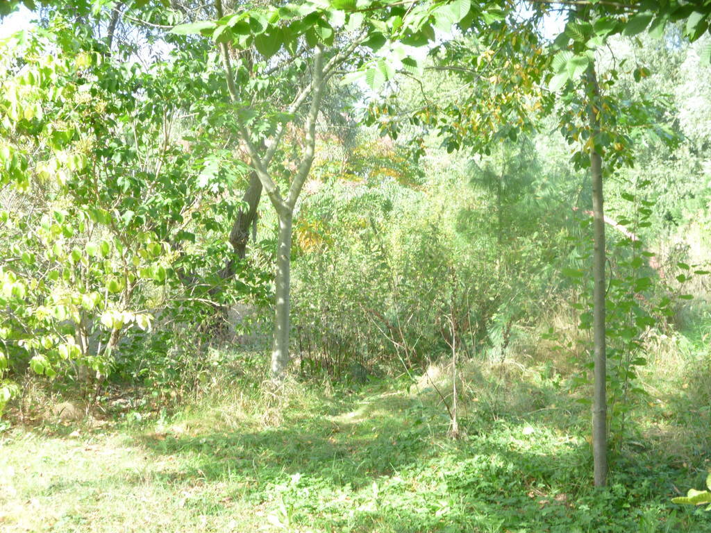 Działka 6700m2,gm.Dobra,dr.asf.las. (8)