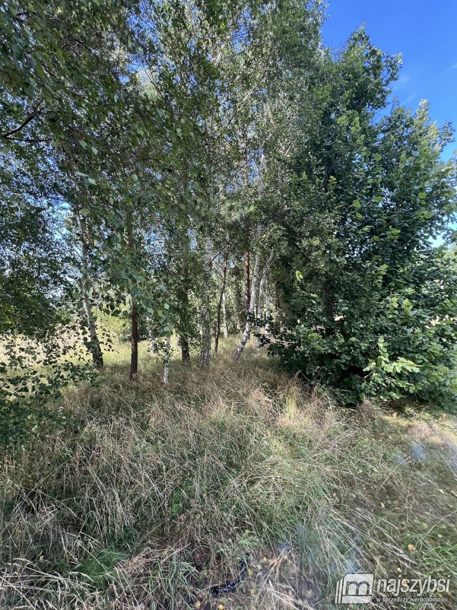 Rabiąż - duża działka, tylko 7km do morza (15)