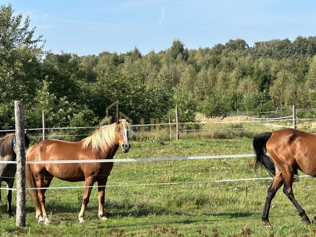 Mały dom w Białuniu na dużej działce (18)