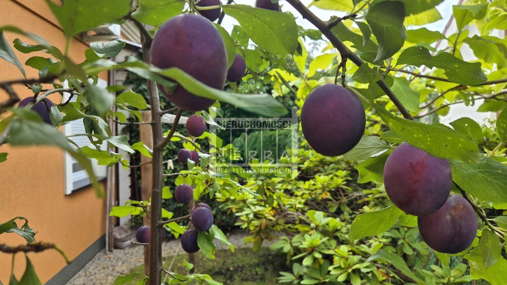 Uroczy dom na przedmieściach. (12)