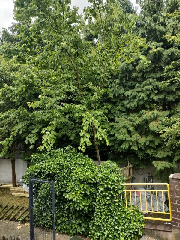 Mieszkanie, 2 pok., 65 m2, Szczecin Gumieńce (12)