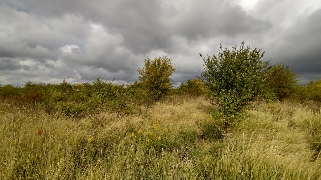 Niska cena za działkę w Mierzynie (2)