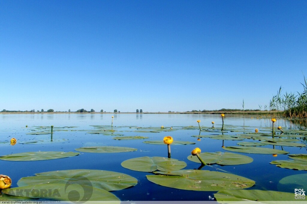 Żelewo dz. 2075 m2 ,555  zł/m2 dostępem  Miedwia (2)